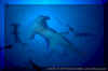 Scalloped Hammerheads (Sphyrna lewini)
 David Fleetham david@davidfleetham.com