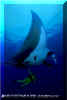 Manta Ray (Manta birostris)
 David Fleetham david@davidfleetham.com