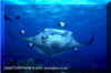 Manta Ray (Manta birostris)
 David Fleetham david@davidfleetham.com