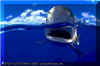 Oceanic Whitetip (Carcharhinus longimanus)
 David Fleetham david@davidfleetham.com