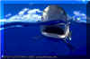 Oceanic Whitetip (Carcharhinus longimanus)
 David Fleetham david@davidfleetham.com
