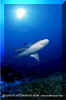 Silvertip Shark (Carcharhinus albimarginatus)
 David Fleetham  david@davidfleetham.com
