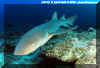 Tawny Nurse Sharks (Nebrius ferrugineus)
 David Fleetham david@davidfleetham.com