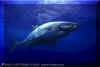 White Shark (Carchodon carcharias)  David Fleetham david@davidfleetham.com