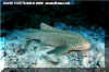 Zebra Shark (Stegostoma varium)
 David Fleetham david@davidfleetham.com