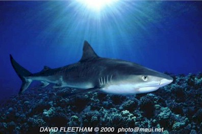 Tiger Shark (Galeocerdo cuvier)
 David Fleetham david@davidfleetham.com