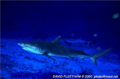 Tiger Shark (Galeocerdo cuvier)
 David Fleetham david@davidfleetham.com