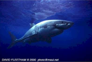 White Shark (Carcharodon carcharias)
 David Fleetham david@davidfleetham.com