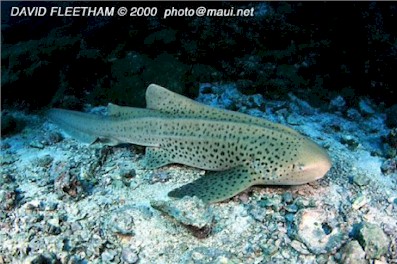 Zebra Shark (Stegostoma varium)
 David Fleetham david@davidfleetham.com