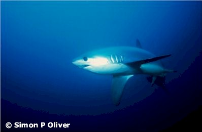 Pelagic Thresher (Alopias pelagicus),
Photographer Simon P. Oliver