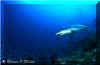 Grey Reef Shark (Carcharhinus amblyrhynchos)
 Simon Oliver