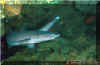Whitetip Reef Shark (Triaenodon obesus)
 Simon Oliver