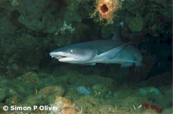 Whitetip Reef Shark
(Triaenodon obesus)
Simon P. Oliver