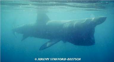 Basking Shark  Jeremy Stafford-Deitsch