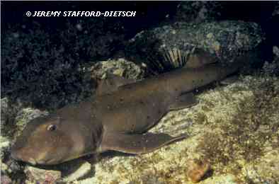 Horn Shark (Heterodontus francisci)
© Jeremy Stafford-Deitsch