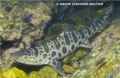 Leopard Shark (Triakis semifasciata)
© Jeremy Stafford-Deitsch