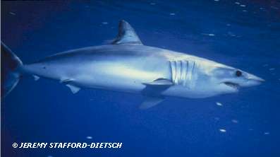 Shortfin Mako(Isurus oxyrhinchus)
 Jeremy Stafford-Deitsch