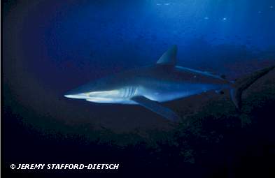 Silky Shark (Carcharhinus falciformis)
 Jeremy Stafford-Deitsch