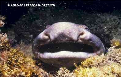 Swell Shark (Cephaloscyllium ventriosum)
 Jeremy Stafford-Deitsch