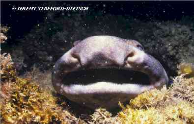 Swell Shark (Cephaloscyllium ventriosum)
© Jeremy Stafford-Deitsch