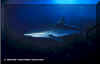 Silky Shark (Carcharhinus falciformis)
 Jeremy Stafford-Deitsch
