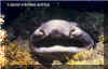 Swell Shark (Cephaloscyllium ventriosum)
 Jeremy Stafford-Deitsch