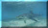 Tiger Shark (Galeocerdo cuvier)
 Jeremy Stafford-Deitsch