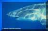 White Shark (Carcharodon carcharias)
 Jeremy Stafford-Deitsch