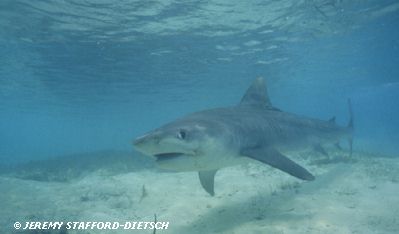 Tiger Shark (Galeocerdo cuvier)
 Jeremy Stafford-Deitsch