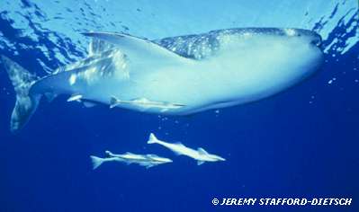 Whale Shark (Rhincodon typus)
© Jeremy Stafford-Deitsch