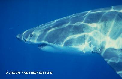 White Shark (Carcharodon carcharias)
 Jeremy Stafford-Deitsch