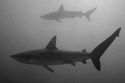 Galapagos Shark © Wolfgang Leander