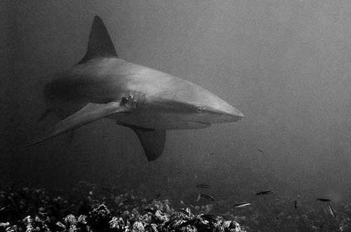 Galapagos Shark © Wolfgang Leander