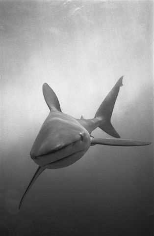 Galapagos Shark © Wolfgang Leander