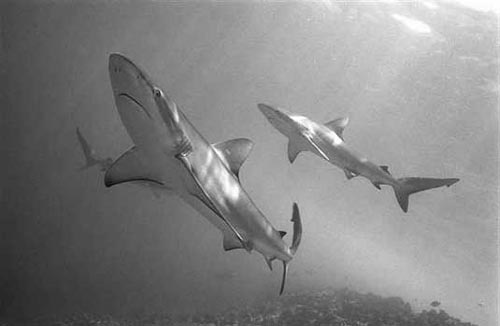 Galapagos Shark  Wolfgang Leander