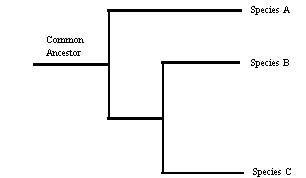 Sample Cladogram