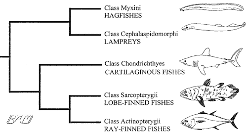 http://www.elasmo-research.org/education/classification/class_images/cladogram2.gif