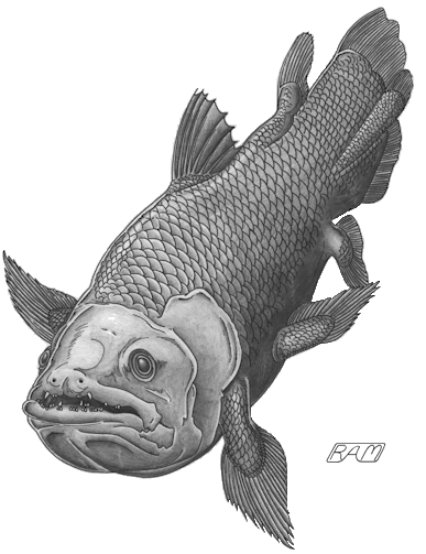 http://www.elasmo-research.org/education/classification/class_images/coelacanth.gif