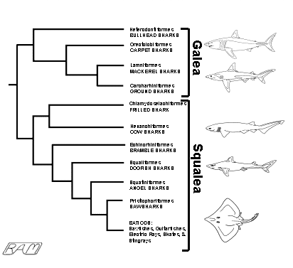 Changes in Shark Classification