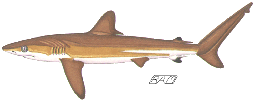 Silky Shark (Carcharhinus falciformis)