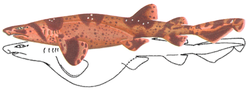 Scyliorhinidae: Cat Sharks