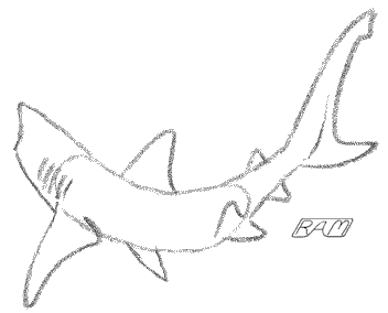 Shark drawings 1