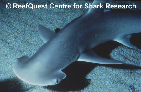 Sphyrna tiburo 
 R.Aidan Martin, ReefQuest 
Centre for Shark Research