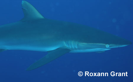 Silky Shark  Roxann Grant