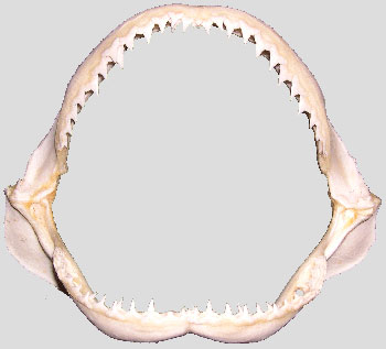 Silky Shark jaws  Anne Martin, 