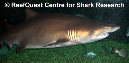 Sandtiger 
 Anne Martin, ReefQuest 
Centre for Shark Research