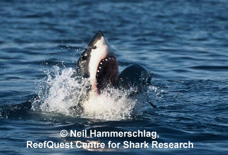 White Shark 
 Neil Hammerschlag, ReefQuest 
Centre for Shark Research