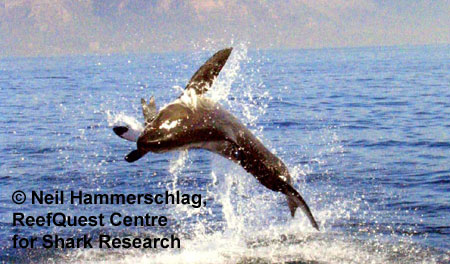 White Shark 
 Neil Hammerschlag, ReefQuest 
Centre for Shark Research