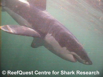 White Shark 
 R.Aidan Martin, ReefQuest 
Centre for Shark Research