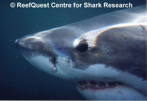 White Shark 
 R.Aidan Martin, ReefQuest 
Centre for Shark Research